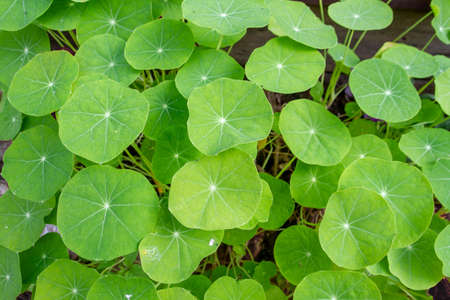 Gotu kola (Centella asiatica) growing in pots. Can be eaten as vegetable or boiled or blended to squeeze out drinking water to cure thirst and Relieve bruising symptoms.の写真素材