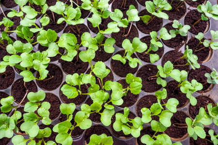 Cantonese vegetables are grown in a separate soil pan for easy cultivation. Bok choy Sapling. Preparation for cultivating vegetables of farmers.の写真素材
