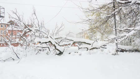 Huge tree fell in the city after a heavy snowfall in Snow calamity. April in an area with a...