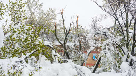 Snow calamity. Broken trees due to wet and heavy snow following a heavy snowfall in April.の写真素材