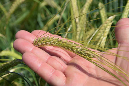 Farmer hand in a field holds green barley wheat. Plant analysis. the concept of smart agriculture. man farmer hand close-up crop harvest green field walk with grass agriculture farmの写真素材