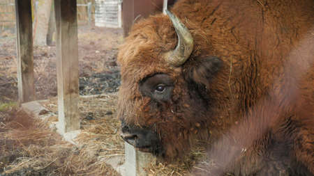 Strong male Bison resting after eating in specially arranged space, in the forest.の写真素材