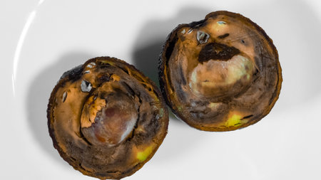 An avocado cut in half moldy on a plate. Rotten Food Contaminated Avocado Necomestibile Fruits...
