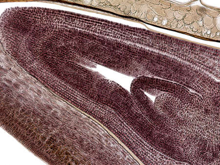Cross section of corn grain (Zea mays). Coleoptile (plumule sheath). Plumule (fist leaves)....