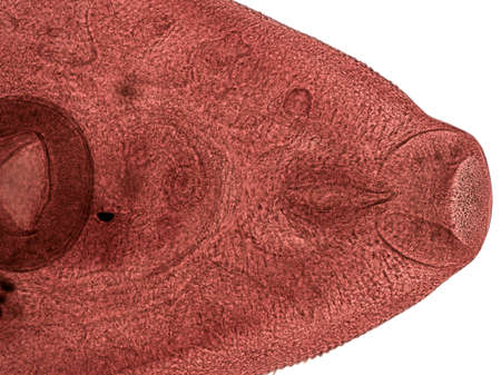 Parasitic flatworms in humans. Liver fluke (Fasciola hepatica) adult stage in light microscope.