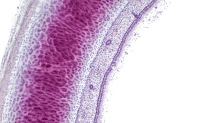 Trachea. Light micrograph of a section through the trachea, or windpipe, the tube leading from the mouth to the bronchus and the lungs. The tracheal cavity is lined with respiratory epithelium.の写真素材