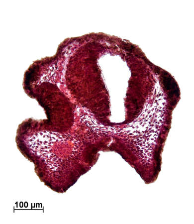 Neural tube, olfactory placode. Histological section shows the development of the nervous system in...