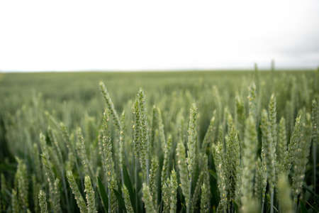 Spikelets of young green wheat on a Ukrainian field. Organic Food and Groceries.