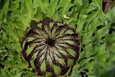 A prickly thistleの写真素材