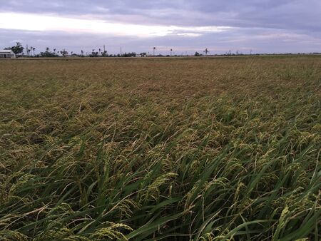 Rice field at duskの写真素材