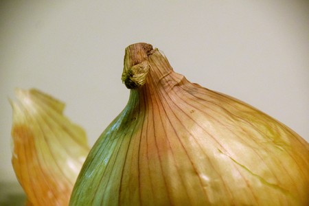 Onion topの写真素材