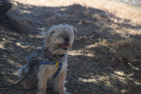 A cute terrier in Californiaの写真素材