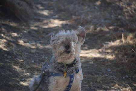A cute terrier in Californiaの写真素材