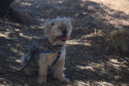 A cute terrier in Californiaの写真素材