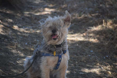 A cute terrier in Californiaの写真素材