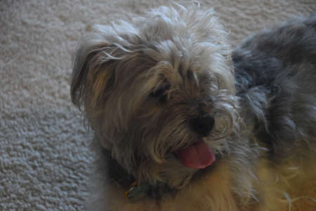 A cute terrier in California