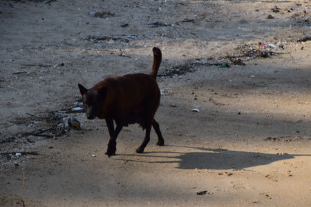 A brown cat walks on the sand in the rays of the setting sun.の写真素材