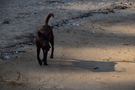 A stray dog is walking in the sand. A brown dog is standing on the ground.の写真素材