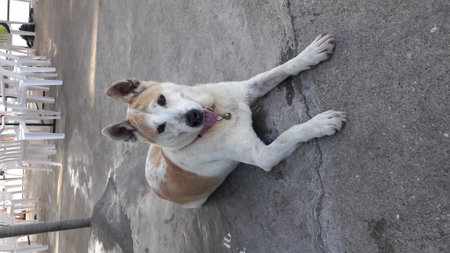 Thai dog is lying on the cement floor and looking up.の写真素材