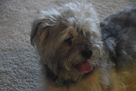 Yorkshire Terrier is lying on the carpet and looking at the camera.の写真素材
