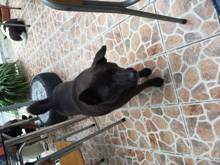 A black dog is lying on the floor. Black dog lies on the floor.の写真素材