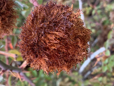 A closeup shot of a dry leafy plant in the gardenの写真素材