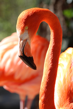 Caribbean flamingo の写真素材