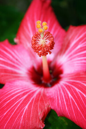 hibiscus flower, pinkの写真素材