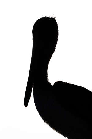 Pelican Silhouetteの写真素材