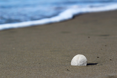 Lone sand dollar on ocean wave and sand beach background