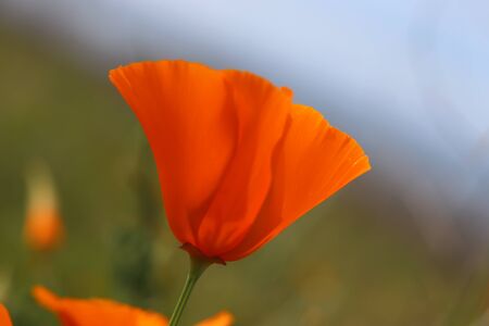 California Golden Poppies blooming wild in a field during 'super bloom', California, USAの写真素材