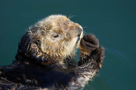Sea otter (Enhydra lutris) in Pacific Oceanの写真素材