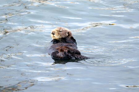 Endangered sea otter (Enhydra lutris)の写真素材