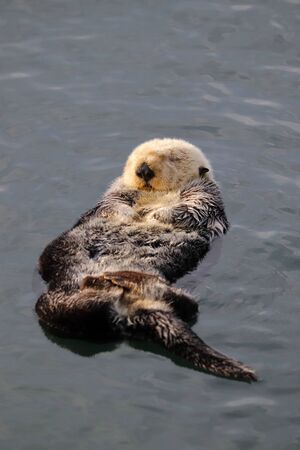 Sea otter (Enhydra lutris)の写真素材