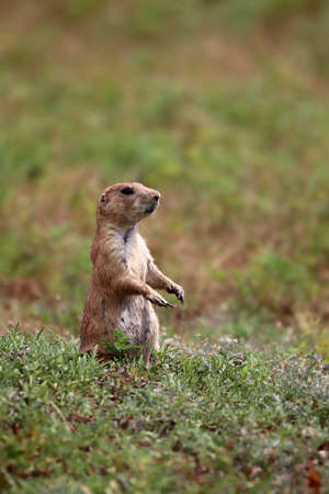 Black-tailed prairie dog (Cynomys ludovicianus)