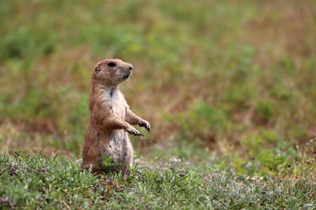 Black-tailed prairie dog (Cynomys ludovicianus)の写真素材