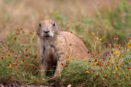 Black-tailed prairie dog (Cynomys ludovicianus)の写真素材