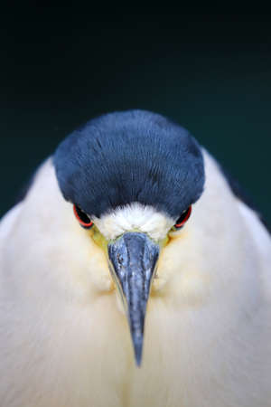 Black-crowned night heron (Nycticorax nycticorax)の写真素材