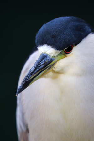 Black-crowned night heron (Nycticorax nycticorax)の写真素材