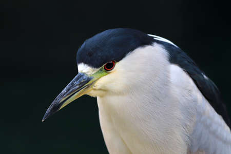 Black-crowned night heron (Nycticorax nycticorax)の写真素材