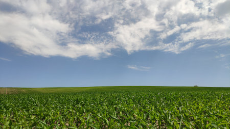 Corn field landscape with blue sky and cloudsの写真素材