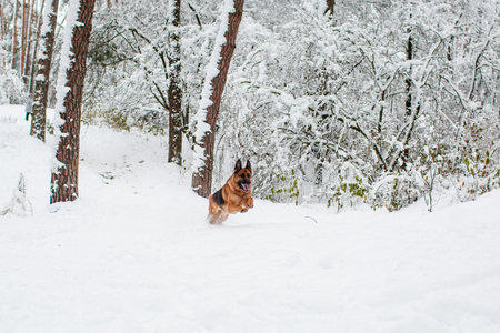 German shepherd running in a snowy winter pine forestの写真素材