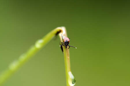 Ixodidae