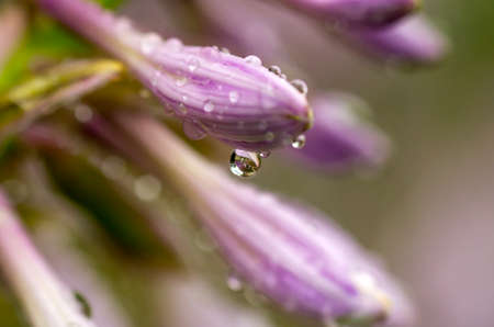 Water droplet on pink flowerの写真素材