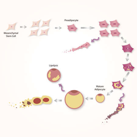 Adipocyte Life Cycleのイラスト素材