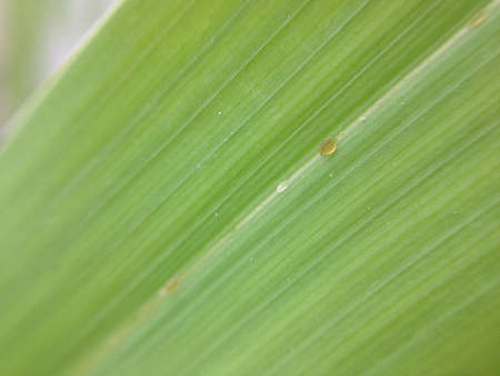 Green Leaf in naturalの素材