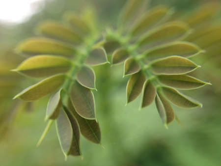 Leafの素材
