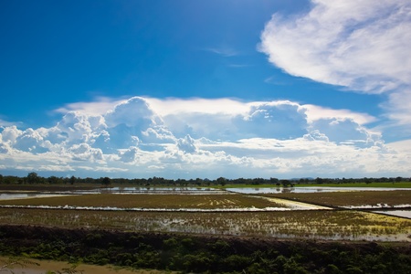 Blue sky and rice fieldの写真素材