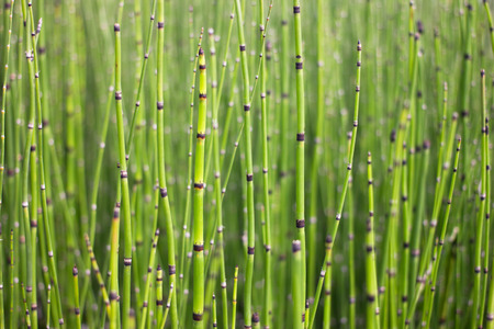 horsetail backgroundの写真素材