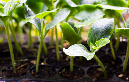Organic young pumpkin tree on trayの写真素材